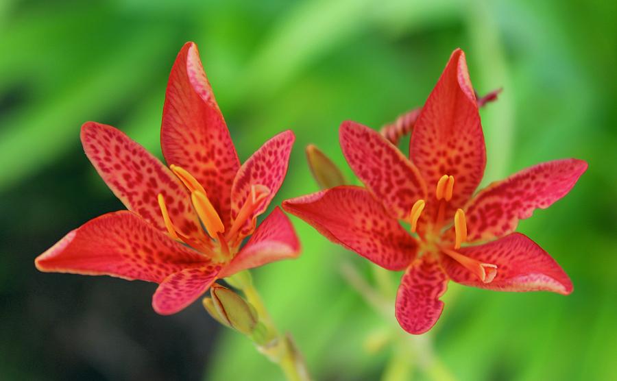 Twin Blackberry Lilies Photograph by M E