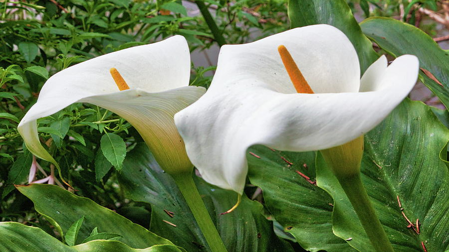 Twin Calla Lilies Photograph by Harold Rau