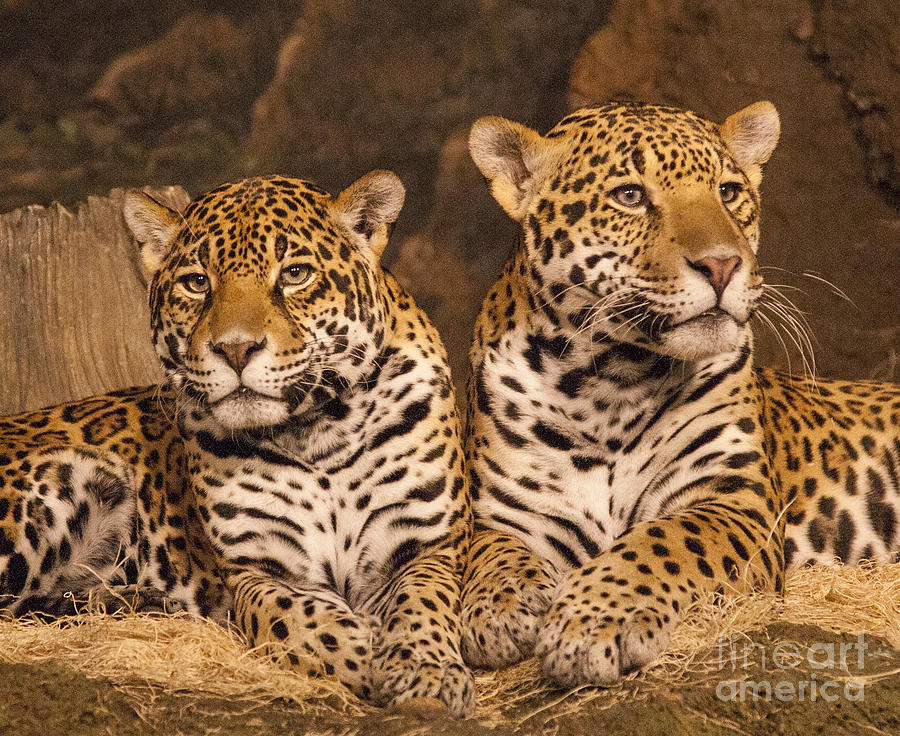 Twin Cheetahs Photograph by Timothy Johnson