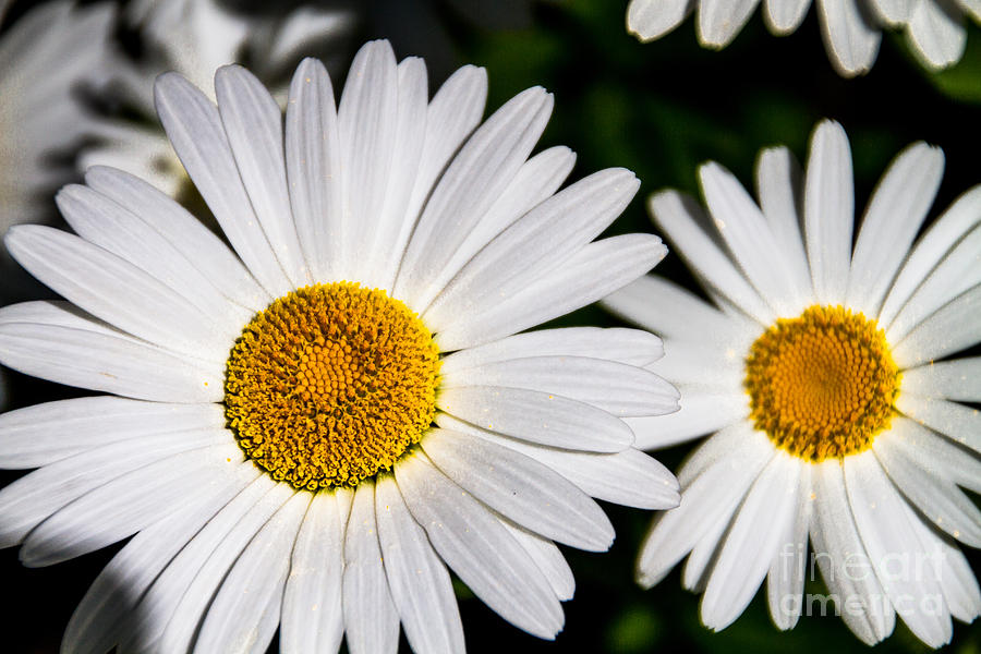 Twin Daisies Photograph by William Norton
