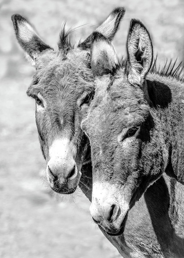 Twin Donkeys BW Photograph by Athena Mckinzie