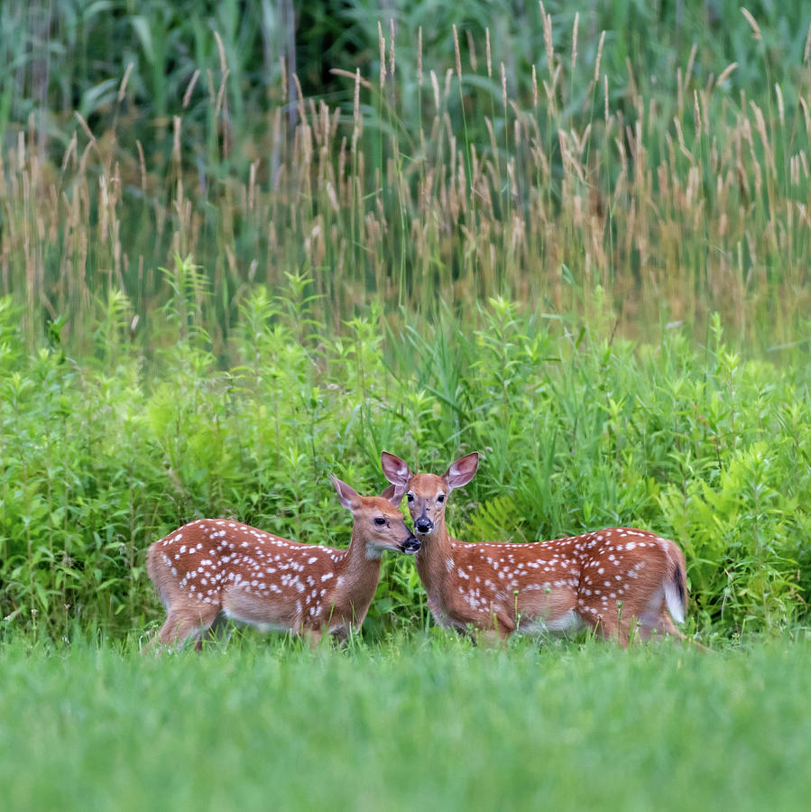 Twin fawns Photograph by Bill Wakeley