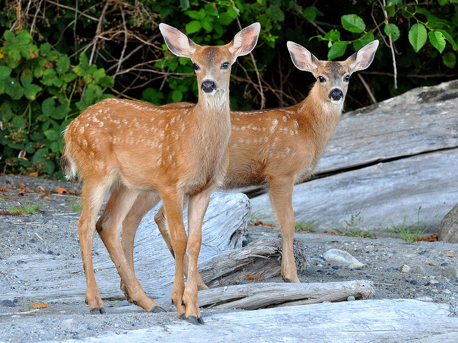 Twin Fawns Photograph by Carl Olsen
