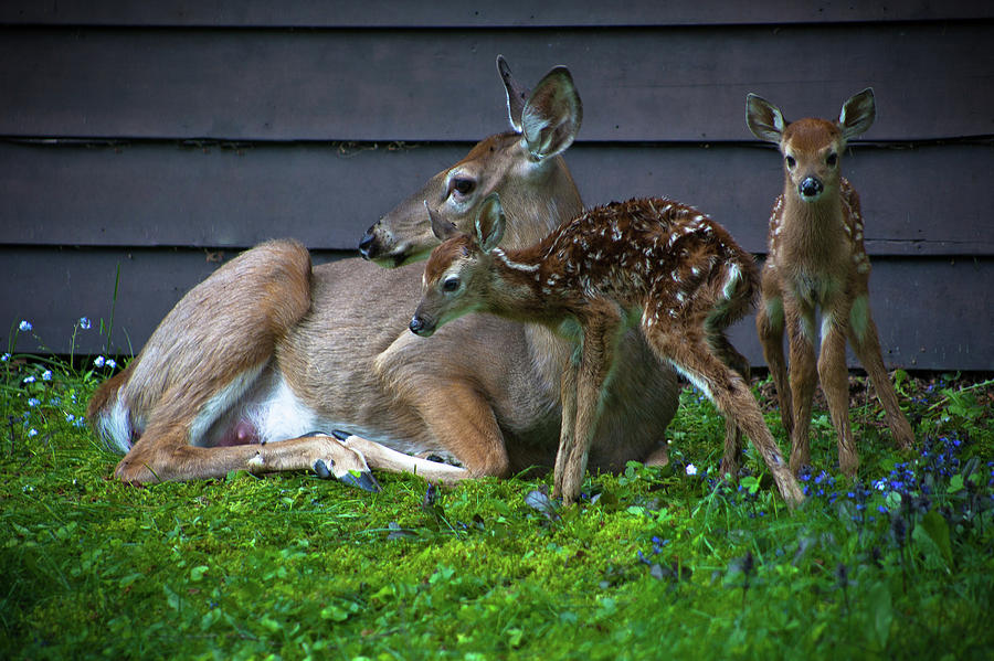 Twin Fawns Photograph by David Patterson