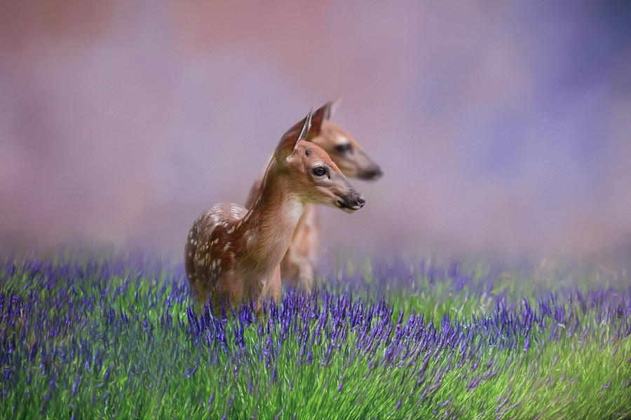 Twin Fawns In The Lavender Deer Art by Jai Johnson Photograph by Jai Johnson
