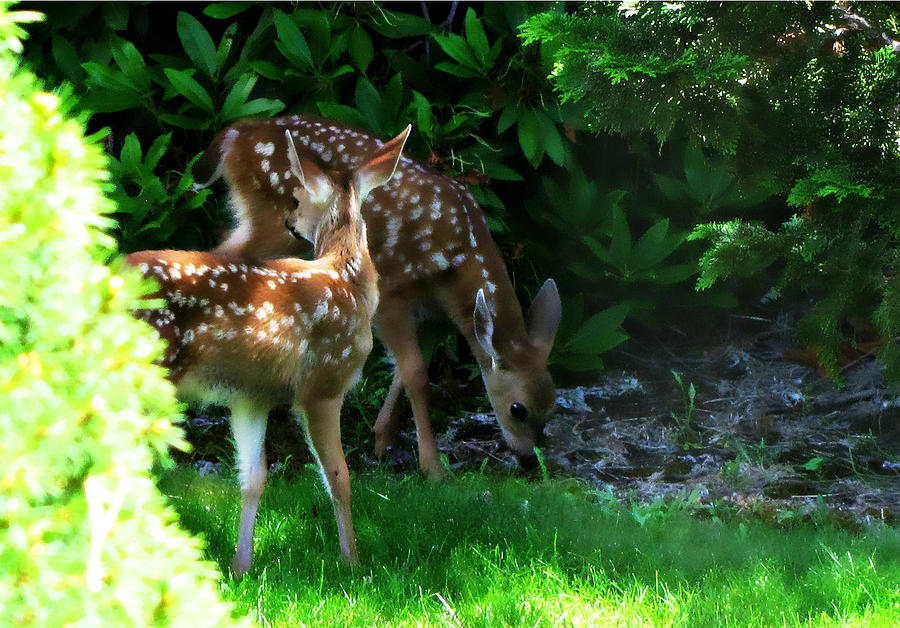 Twin Fawns Photograph by KATIE Vigil