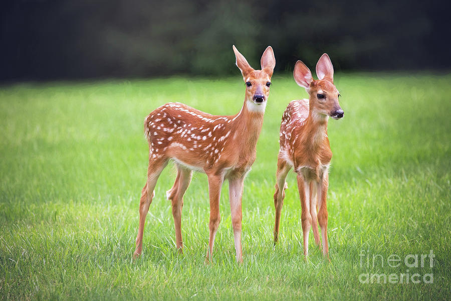 Deer Photograph - Twin Fawns  by Sharon McConnell