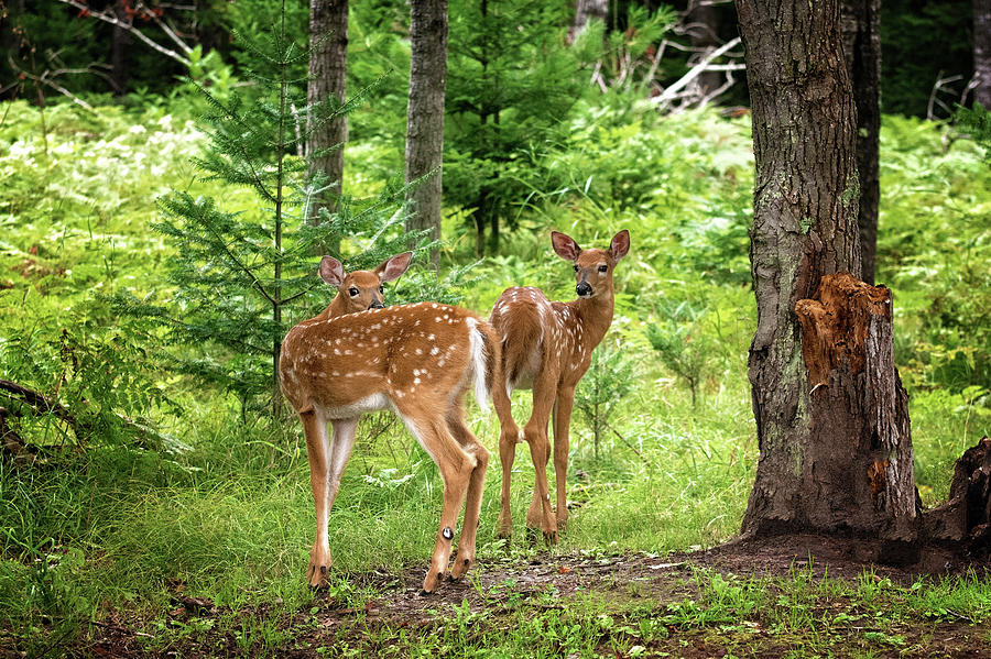 Twin Fawns Whitetail Deer Print Photograph by Gwen Gibson