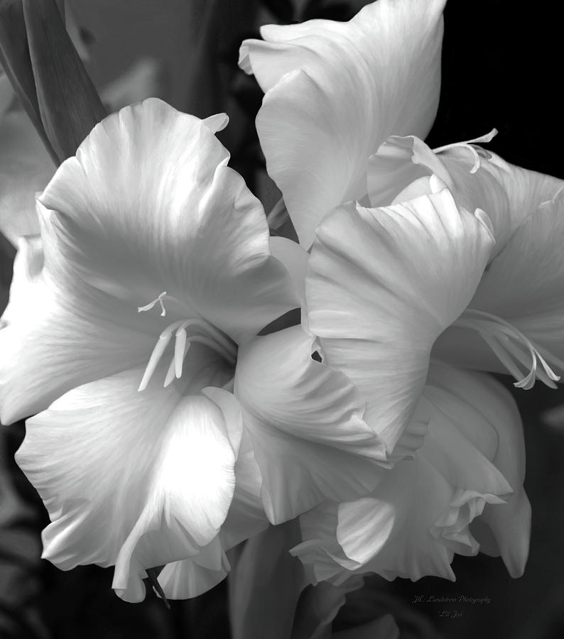 Twin Gladiolus In Black and White Photograph by Jeanette C Landstrom