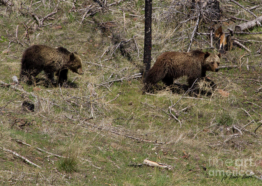 Twin Grizzlies-Signed-#3299 Photograph by J L Woody Wooden