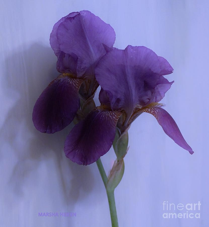 Twin Irises Photograph by Marsha Heiken