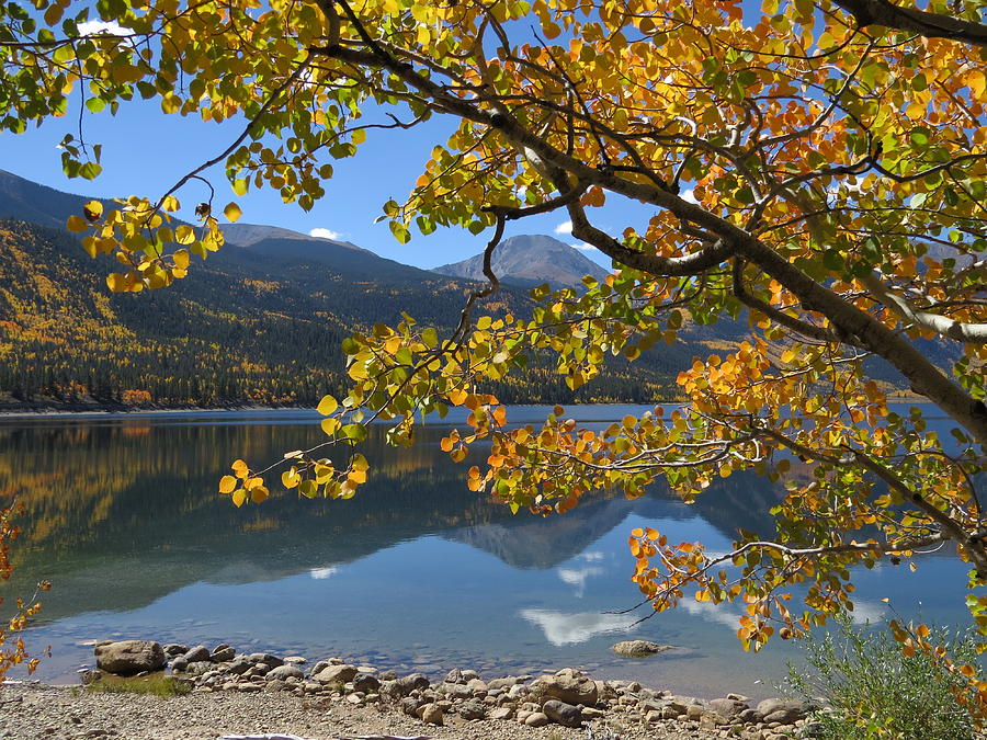 Twin Lakes Aspen Beauty Photograph by Carol Milisen