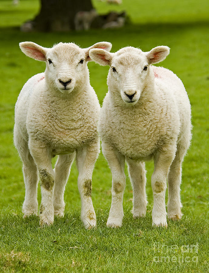 Twin Lambs Photograph by Meirion Matthias