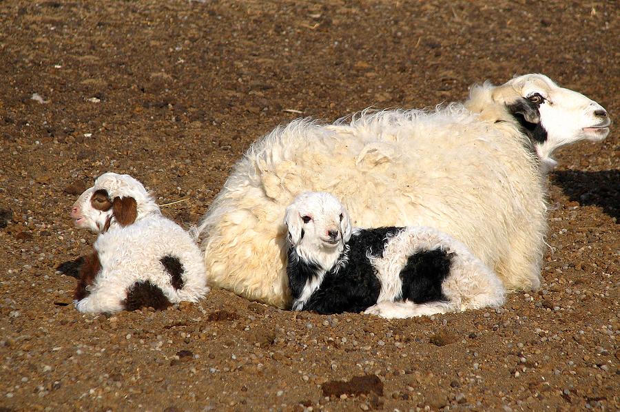 Twin Lambs of the Gobi Photograph by Diane Height