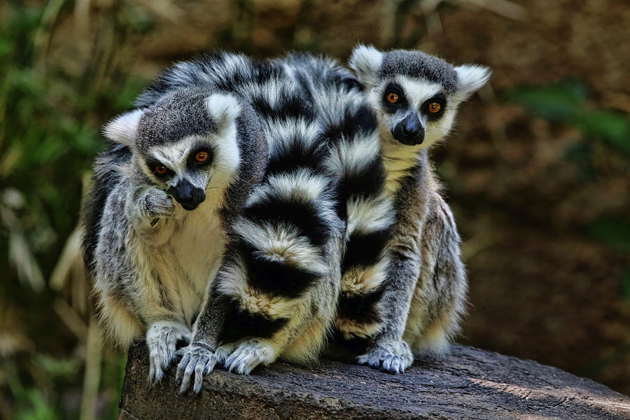Twin Lemurs Photograph by Judy Vincent