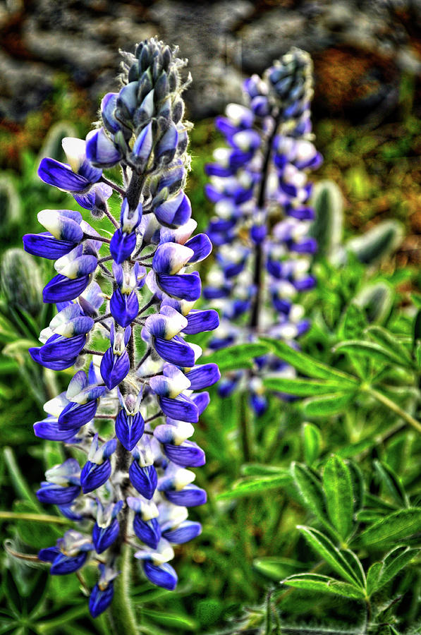 Twin Lupines Photograph by Cathy Mahnke