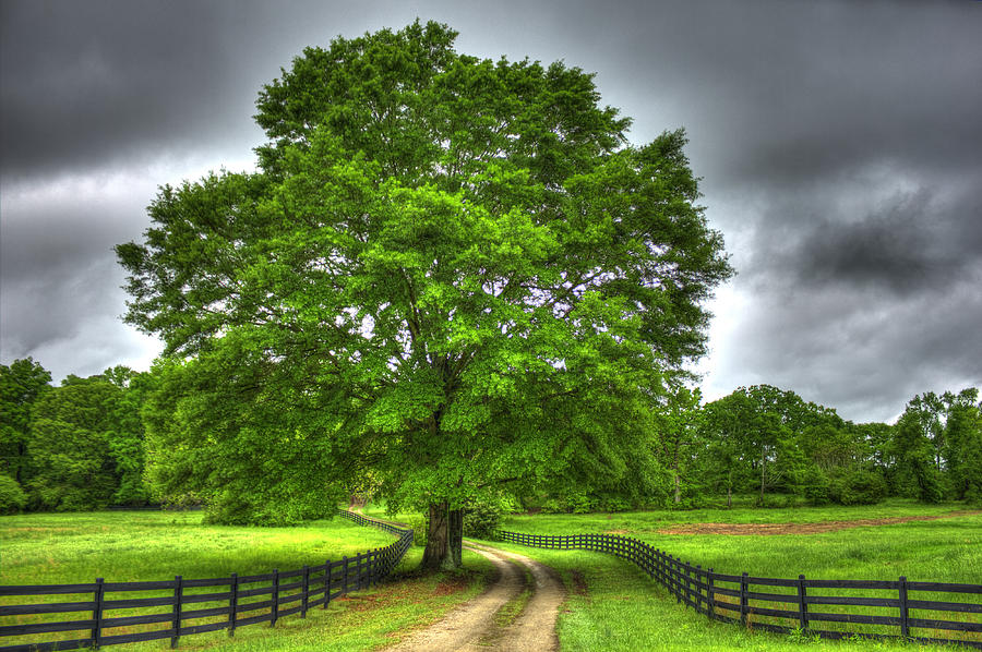 Tree Photograph - Twin Oaks Drive Southern Living by Reid Callaway
