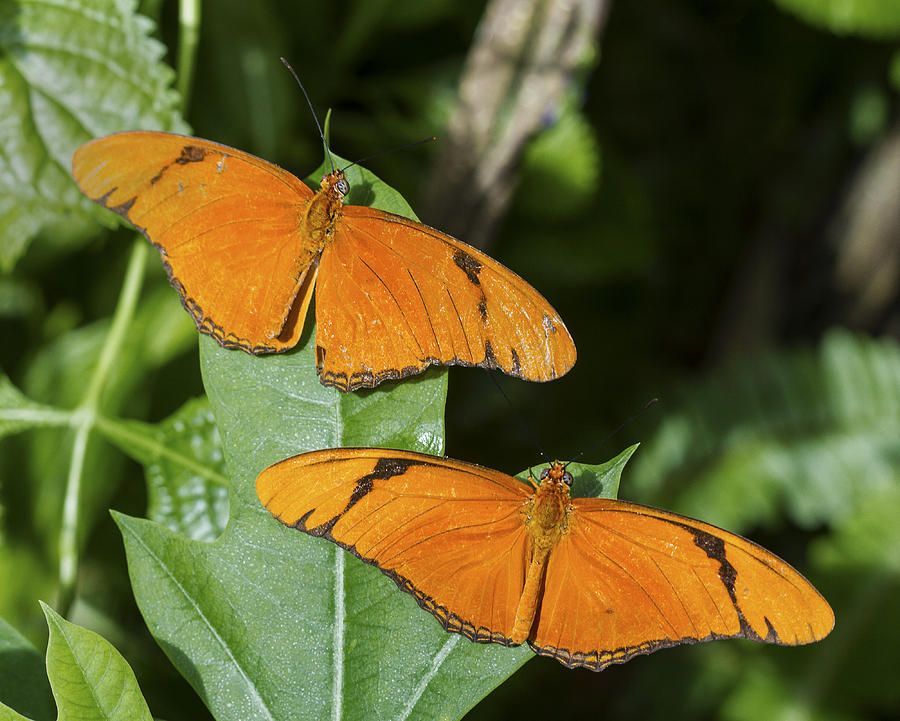 Twin Orange Butterflies Photograph by Bob Slitzan