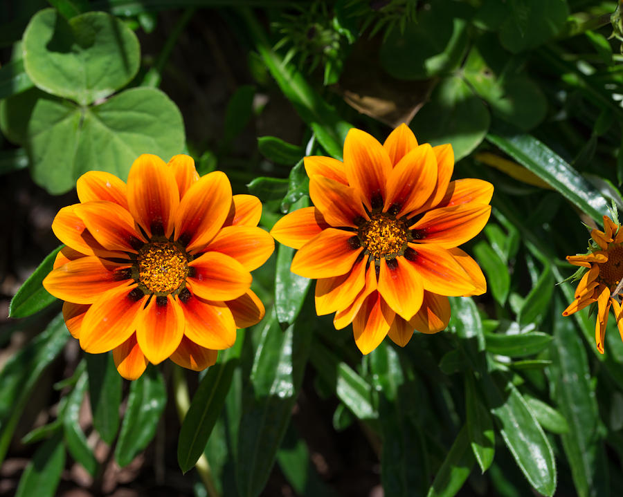 Twin Orange Flowers Photograph by Valerie Cason