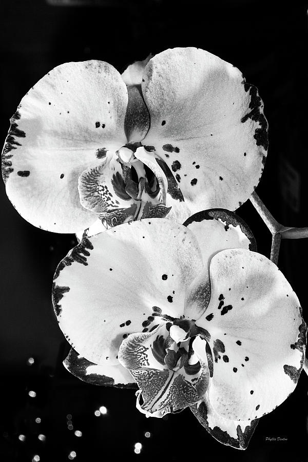 Twin Orchids Black and White Photograph by Phyllis Denton