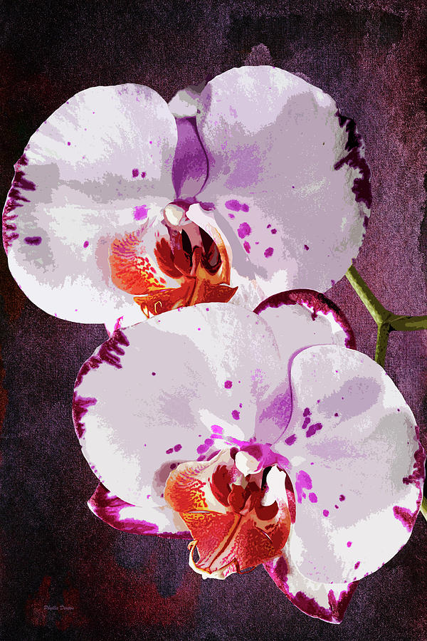 Twin Orchids Painterly Photograph by Phyllis Denton