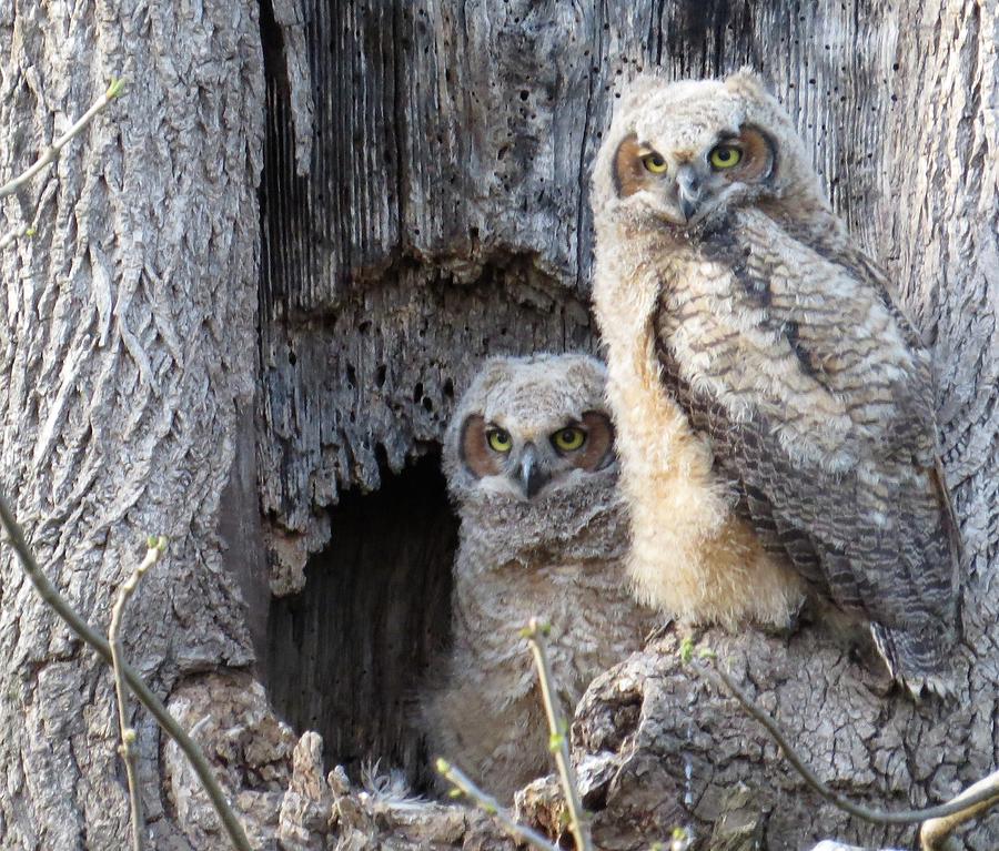 Twin Owls Photograph by Jeanette Oberholtzer