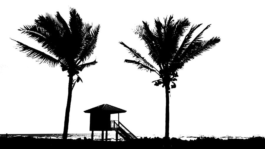 Twin Palm Cut-out Delray Beach Florida Photograph by Lawrence S Richardson Jr