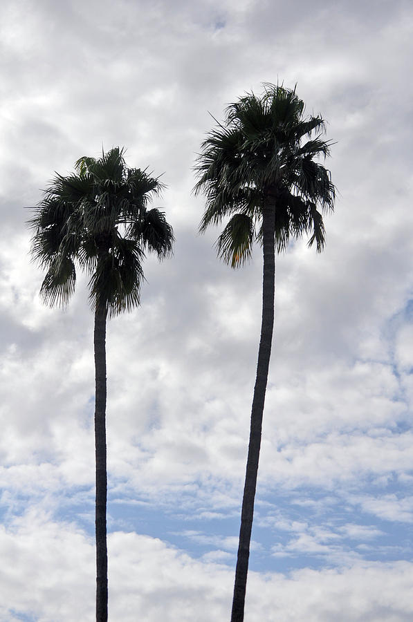 Twin Palm Trees Silhouetted Against Cloudy Blue Sky Photograph by Jay Milo