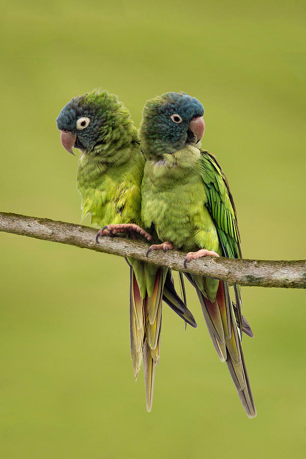 Twin Parakeets Photograph by Dawn Currie