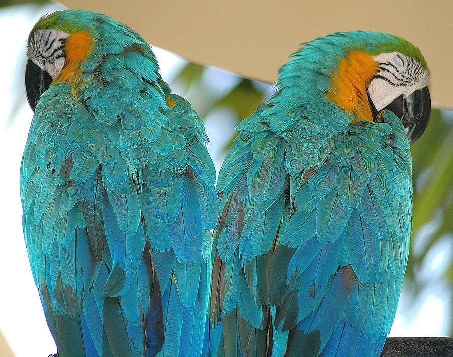 Twin Parrots Photograph By Arelys Cruz Fine Art America