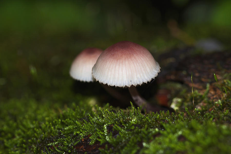 Twin Peaks - Pink and White Mushroom Duo Photograph by Carol Senske