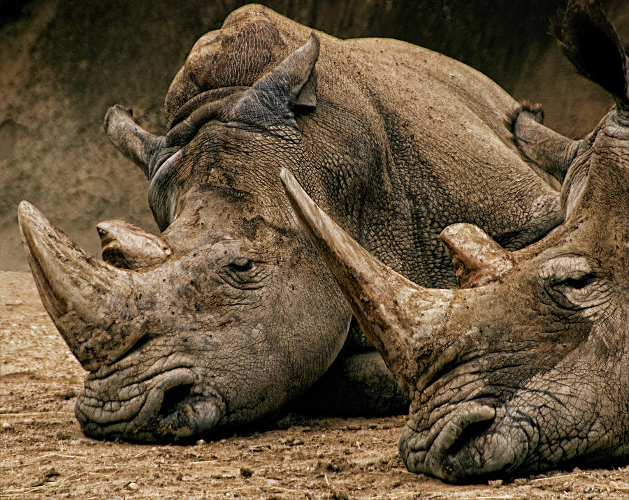 Twin Peaks - Two Rhinoceroses at Rest Photograph by Mitch Spence