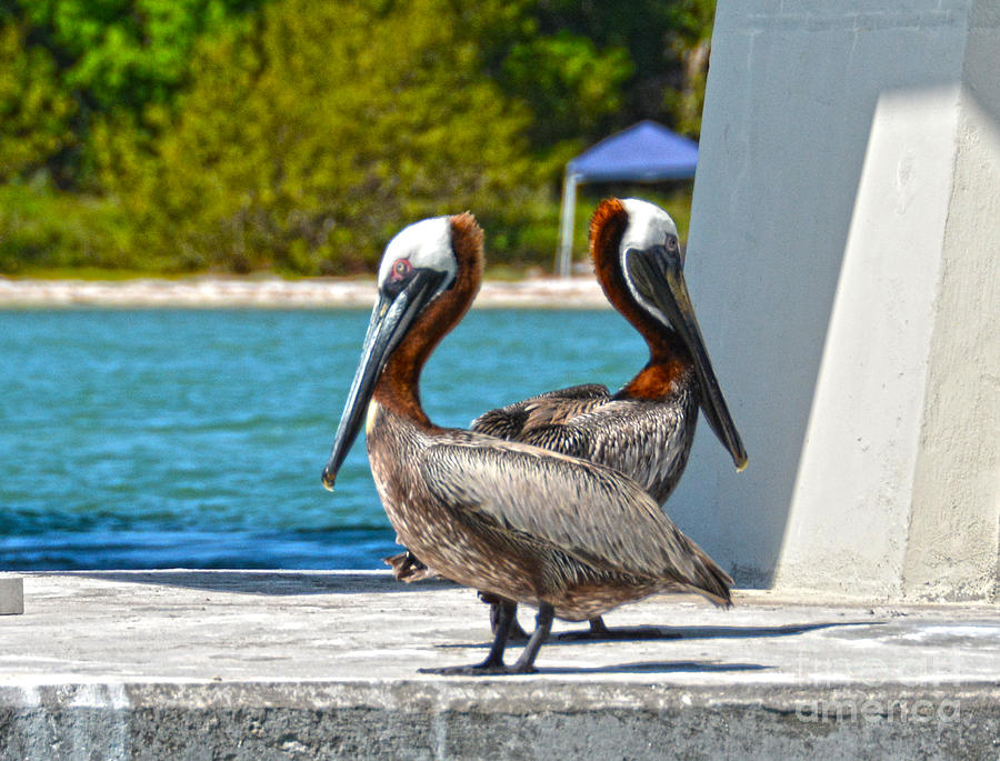 Twin Pelicans Photograph by Christine Dekkers