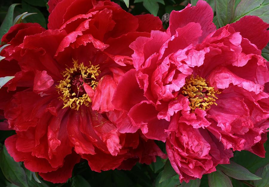 Twin Peonies Photograph by Bruce Bley