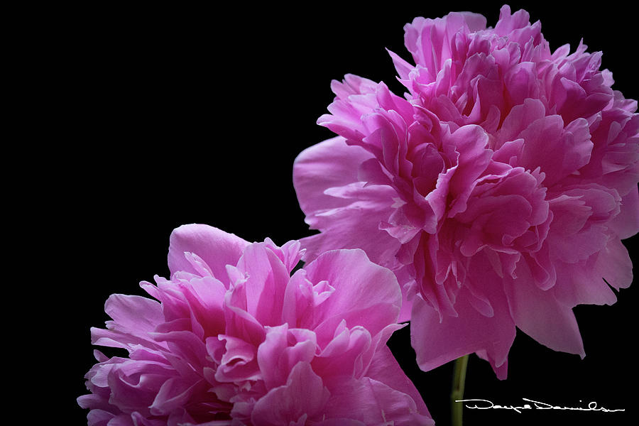 Twin Peonies Photograph by Wayne Danielson - Fine Art America