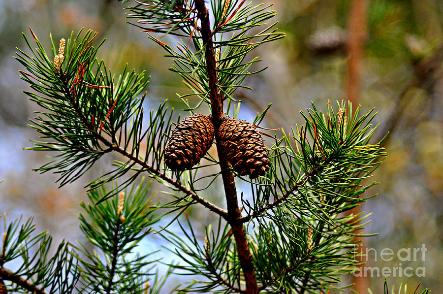Twin Pine Cones Photograph by Eric Liller