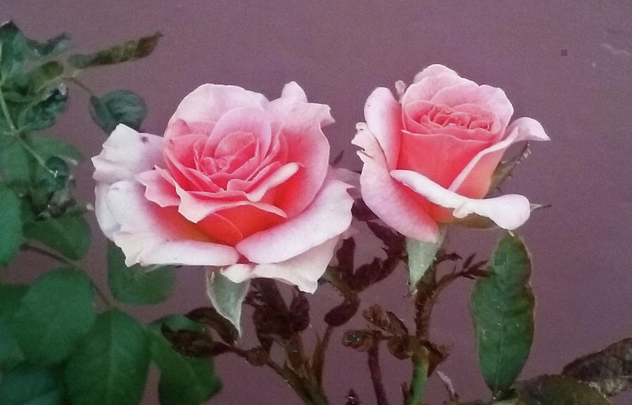 Twin Pink Roses Photograph by Jay Milo