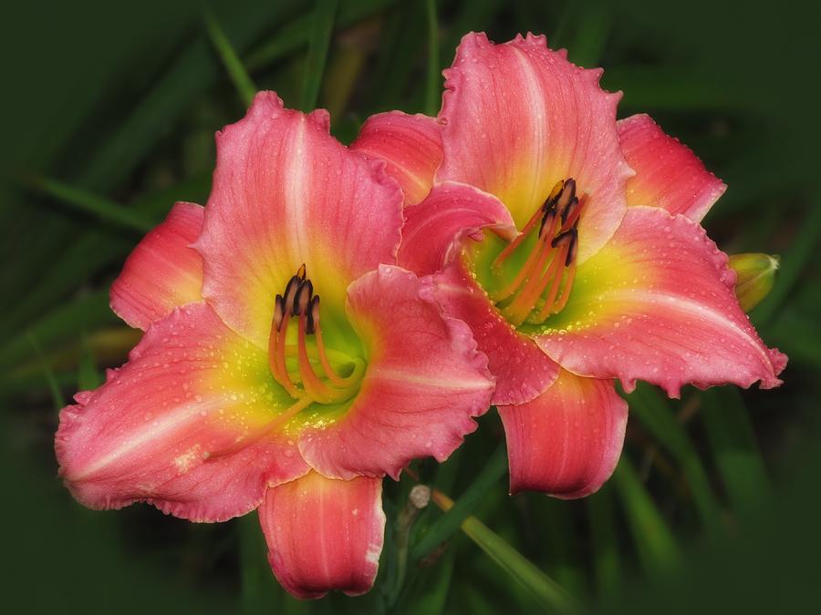 Flower Photograph - Twin Pinks - Daylilies by MTBobbins Photography