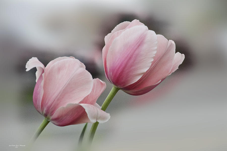Tulip Photograph - Twin Pinks by Carol Senske