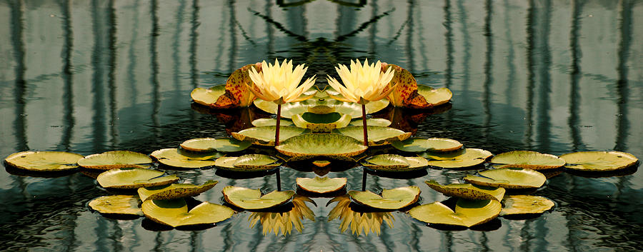 Twin Pond Lillies Photograph by Bruce Richardson