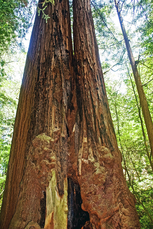 Twin Redwoods in Muir Woods National Monument, California Photograph by Ruth Hager