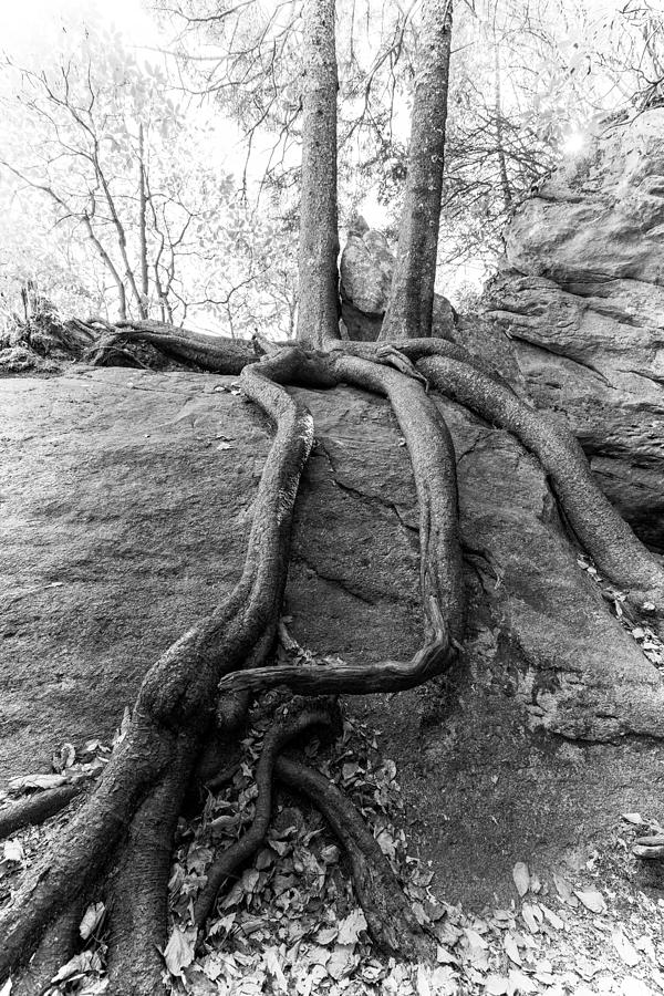 Twin Roots Photograph by Alan Raasch