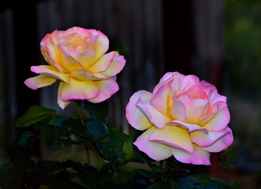 Twin Roses Photograph by Josephine Buschman