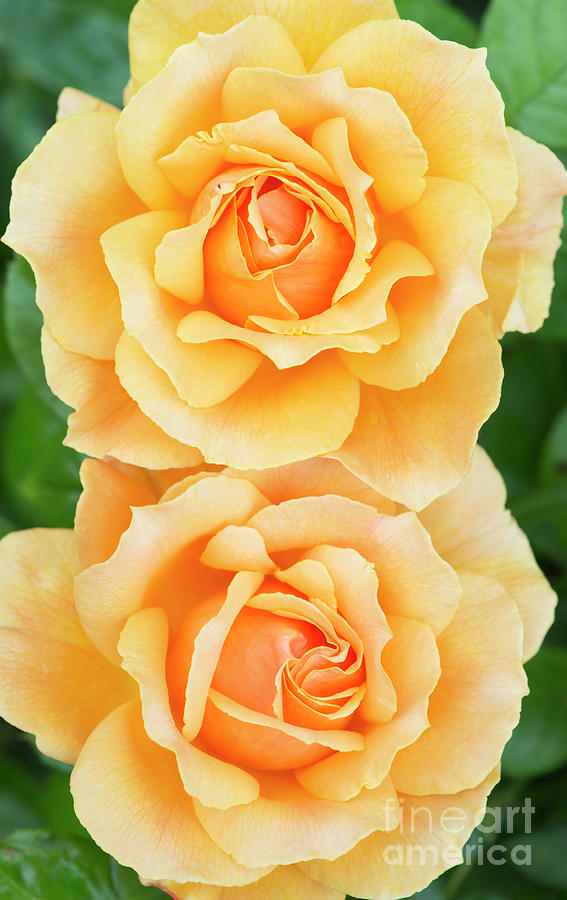 Twin Roses Photograph by Tim Gainey