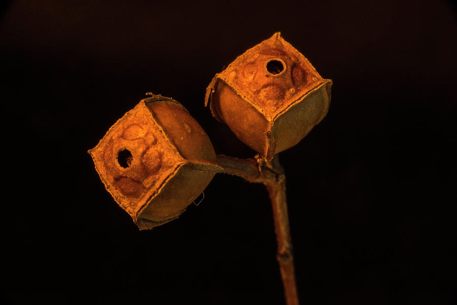 Twin Seed Pods with Exit Holes Photograph by Douglas Barnett