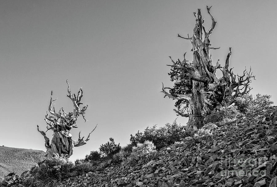 Twin Sentinels Photograph by Jamie Pham | Fine Art America