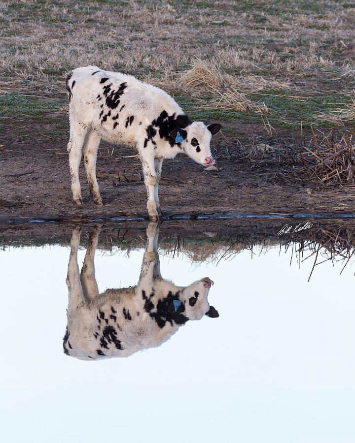Twin Spotted Calves Photograph by Bill Kesler