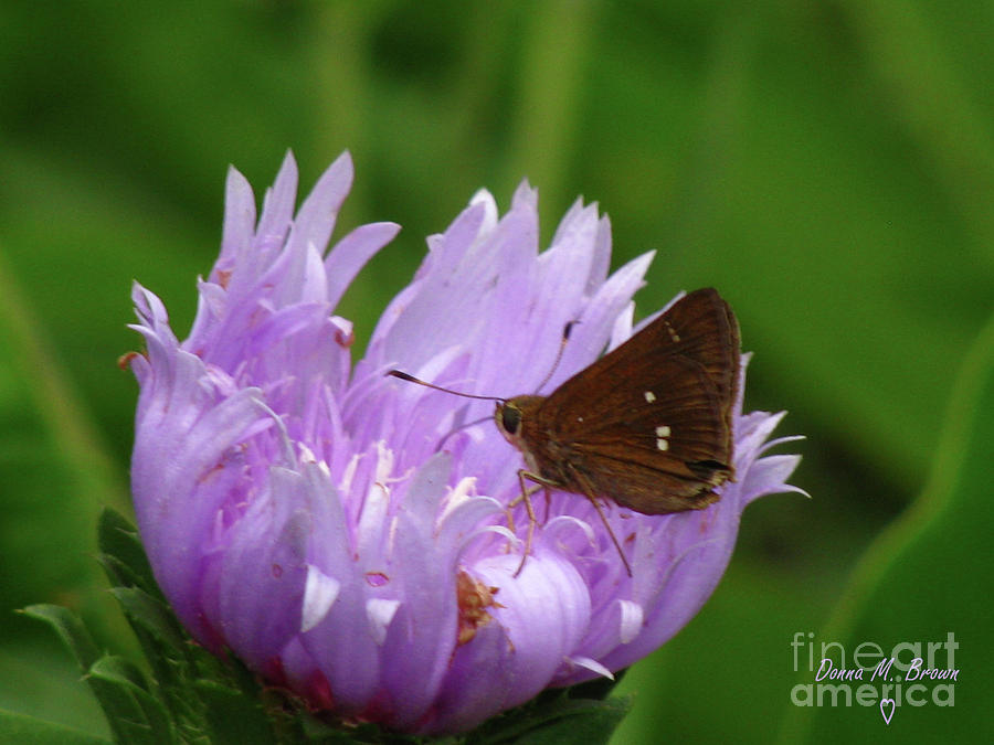 Twin Spotted Skipper Butterfly Photograph by Donna Brown
