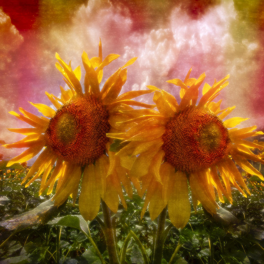 Spring Photograph - Twin Sunflowers by Debra and Dave Vanderlaan