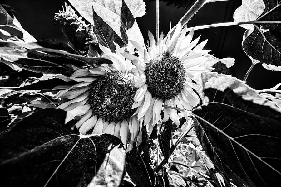 Twin Sunflowers Photograph by Kevin Cable